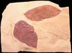Two Large Fossil Leaves (Browniea, Castanea) - Montana #50782-1